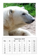 September_Eisbär.pdf